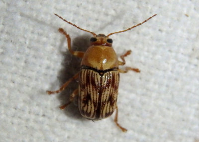 Cryptocephalus quercus; Leaf Beetle species