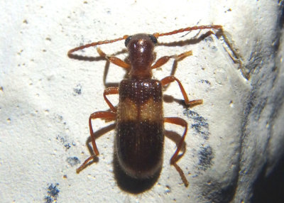 Cymatodera aegra; Checkered Beetle species