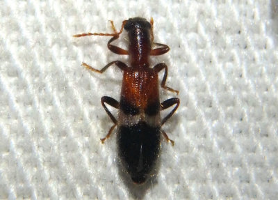Cymatodera tricolor; Checkered Beetle species