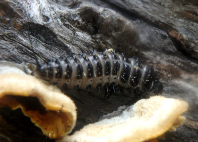 Cypherotylus californicus; Pleasing Fungus Beetle species larva
