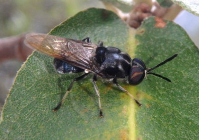 Cyphomyia pilosissima; Soldier Fly species