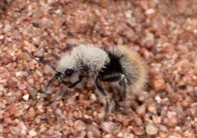 Dasymutilla eminentia; Velvet Ant species; female