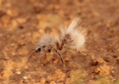 Dasymutilla gloriosa; Thistledown Velvet Ant; female