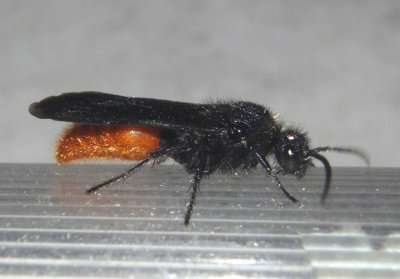 Timulla navasota; Velvet Ant species; male