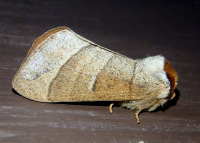 7907.1 - Datana cochise; Prominent Moth species
