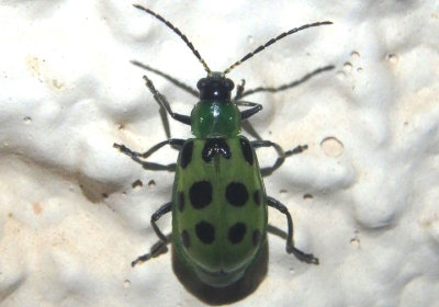 Diabrotica undecimpunctata howardi; Spotted Cucumber Beetle 