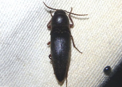 Diplostethus opacicollis; Click Beetle species