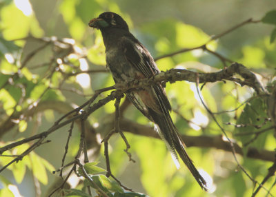 Elegant Trogan; female 