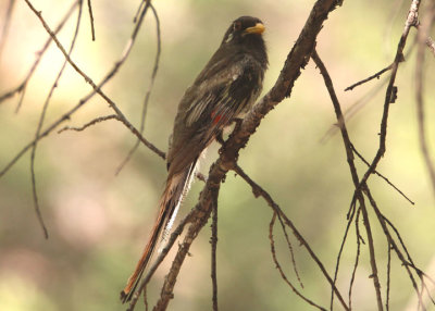 Elegant Trogan; female