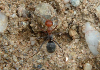 Endiodioctes Honeypot Ant species