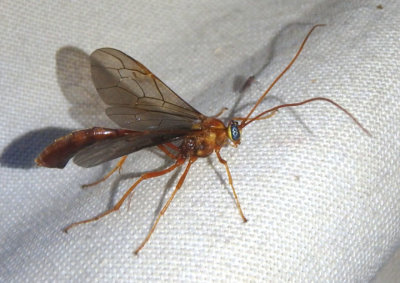 Enicospilus Short-tailed Ichneumon Wasp species