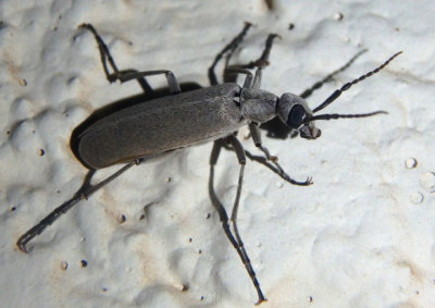 Epicauta Blister Beetle species