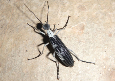 Epicauta costata; Blister Beetle species