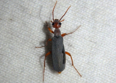 Epicauta tenella; Blister Beetle species
