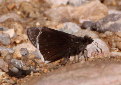 Erynnis funeralis; Funereal Duskywing