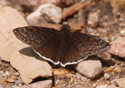 Erynnis tristis; Mournful Duskywing