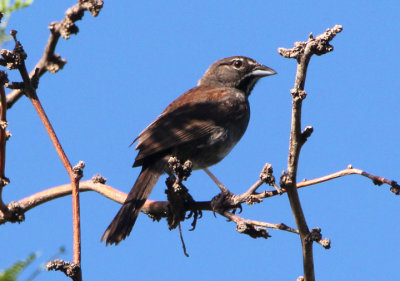 Five-striped Sparrow 