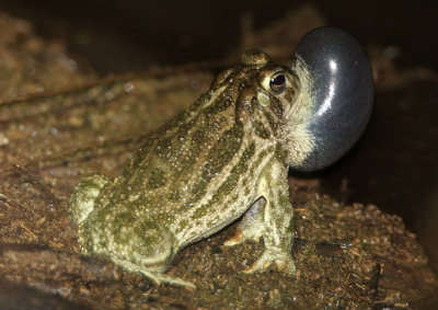 Great Plains Toad 
