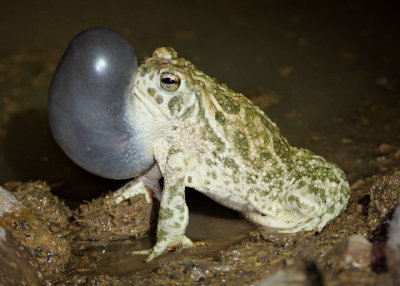 Great Plains Toad 