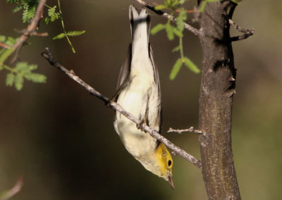 Hermit Warbler; immature female