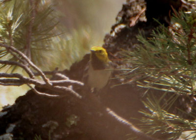 Hermit Warbler; male