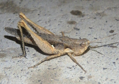 Horesidotes cinereus; Ash-gray Range Grasshopper