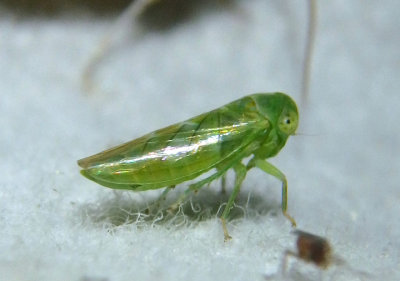 Idiocerus nervatus; Leafhopper species
