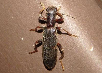 Lecontella gnara; Checkered Beetle species