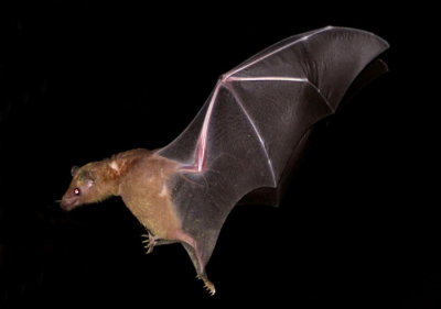 Lesser Long-nosed Bat 