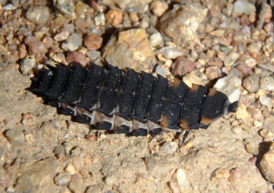 Lycus sanguineus; Net-winged Beetle species larva