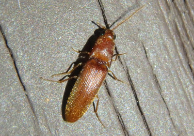 Megapenthes Click Beetle species