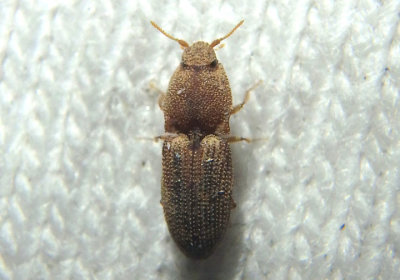 Meristhus cristatus; Click Beetle species