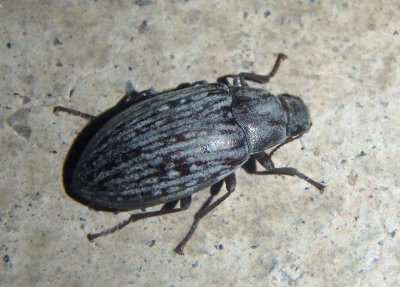 Metopoloba pruinosa; Darkling Beetle species
