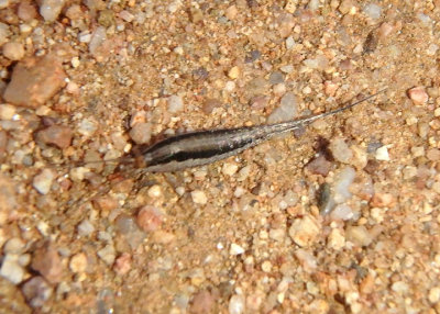 Microcoryphia Bristletail species