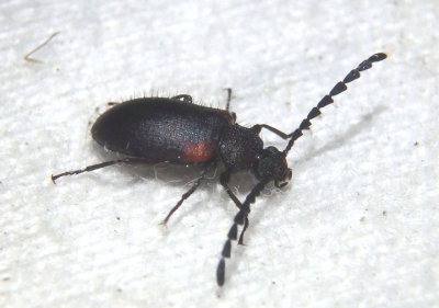 Lystronichus scapularis; Comb-clawed Beetle species 