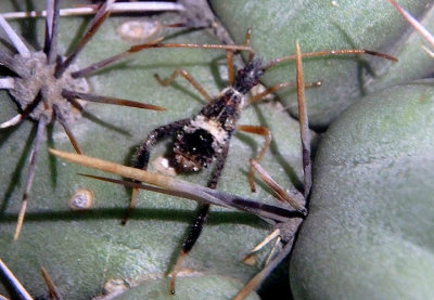 Narnia Leaf-footed Bug species nymph