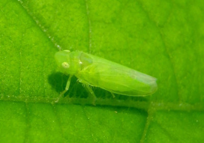 Neocoelidia Leafhopper species