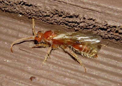 Odontophotopsis Nocturnal Velvet Ant species; male