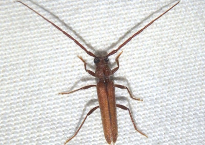 Oeme rigida deserta; Long-horned Beetle species