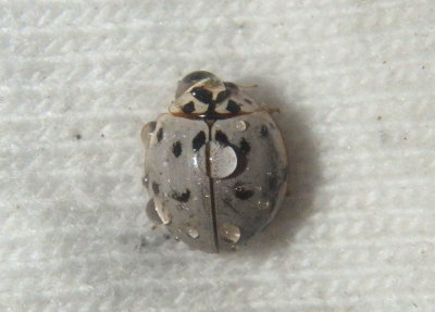 Olla v-nigrum; Ashy Gray Lady Beetle