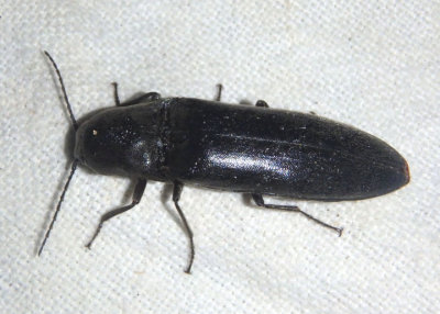 Orthostethus pectinicornis; Click Beetle species; female