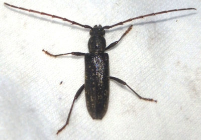 Orwellion gibbulum arizonense; Long-horned Beetle species