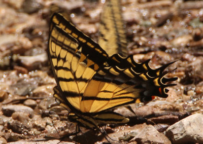 Papilio multicaudata; Two-tailed Swallowtail