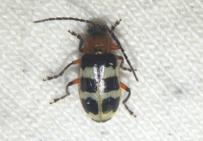 Paranapiacaba tricincta; Skeletonizing Leaf Beetle species