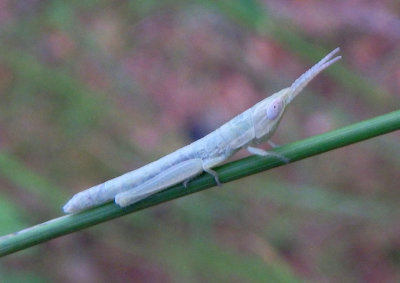 Paropomala wyomingensis; Wyoming Toothpick Grasshopper; female nymph