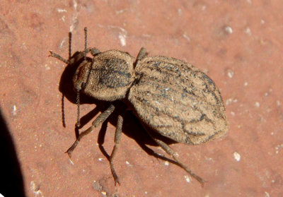 Pelecyphorus anastomosis; Darkling Beetle species