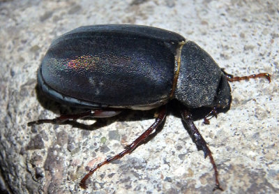 Phyllophaga June Beetle species