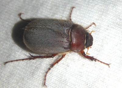 Phyllophaga vetula; May Beetle species
