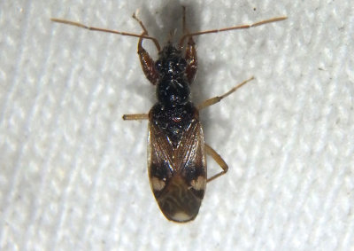 Pseudopamera nitidula; Dirt-colored Seed Bug species