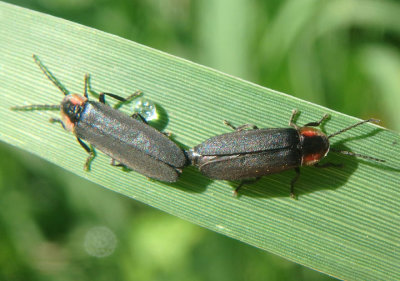 Pyropyga minuta; Firefly species pair